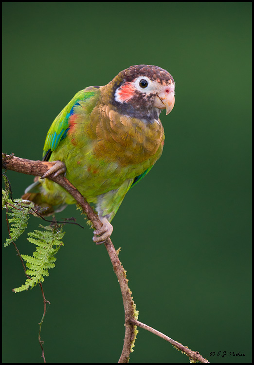 Brown-hooded Parrot, Costa Rica