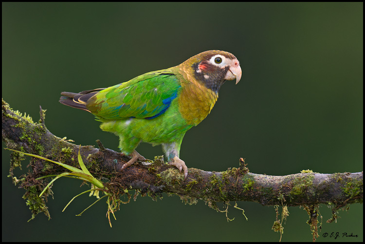 Brown-hooded Parrot, Costa Rica
