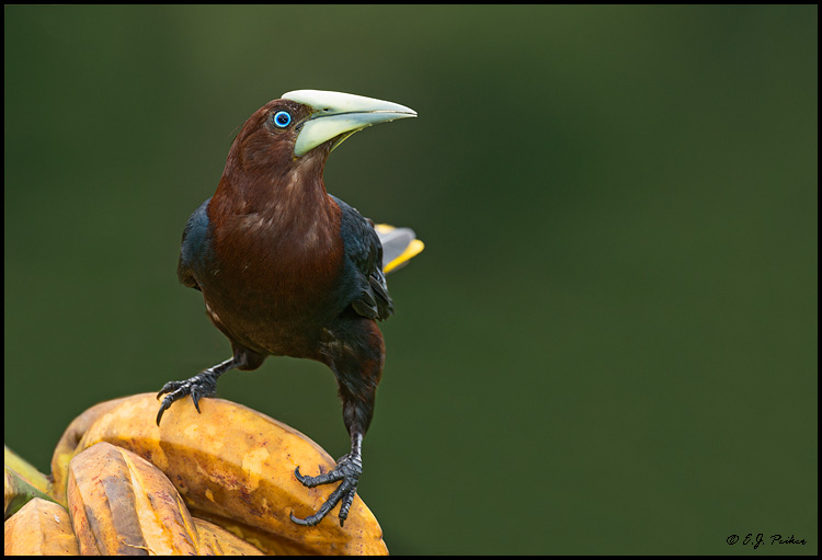 Chestnut-headed Oropendola, Costa Rica
