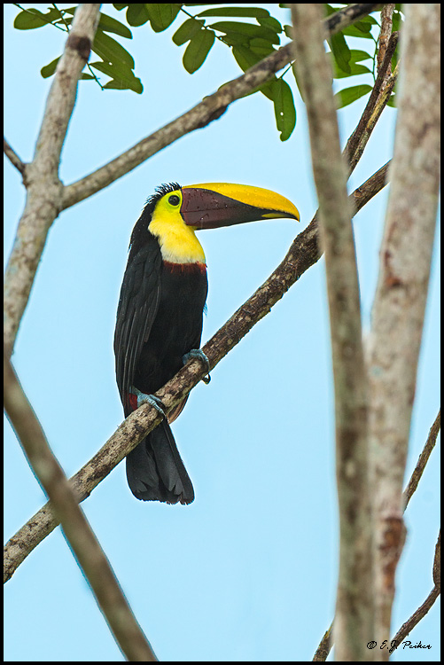 Chestnut-mandibled Toucan, Costa Rica