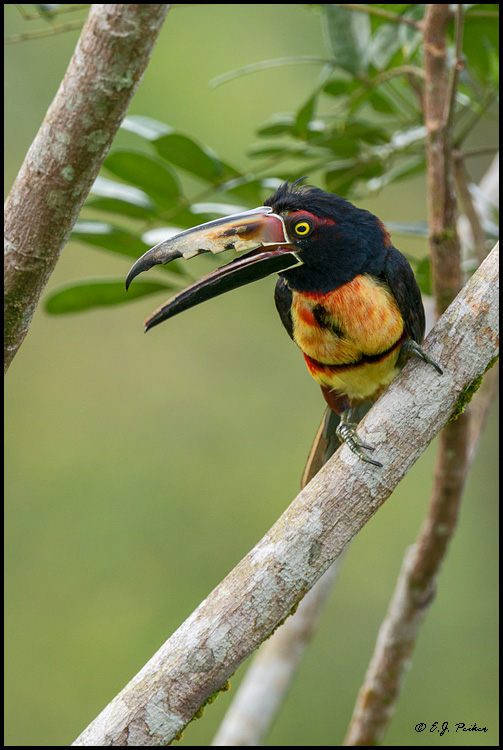 Collared Aracari, Costa Rica