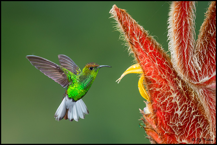 Coppery-headed Emerald, Costa Rica