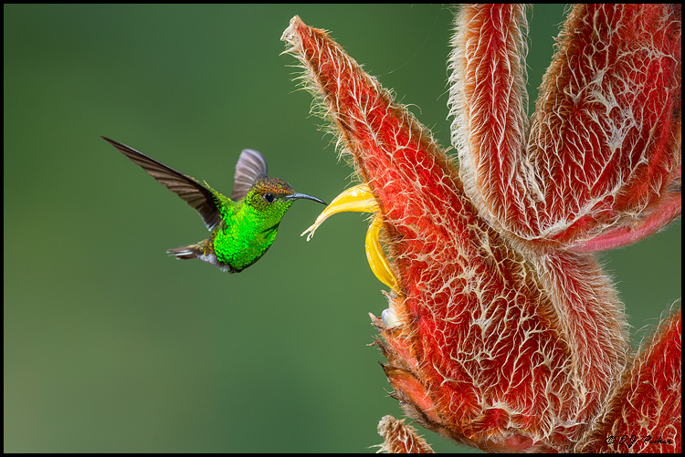 Coppery-headed Emerald, Costa Rica