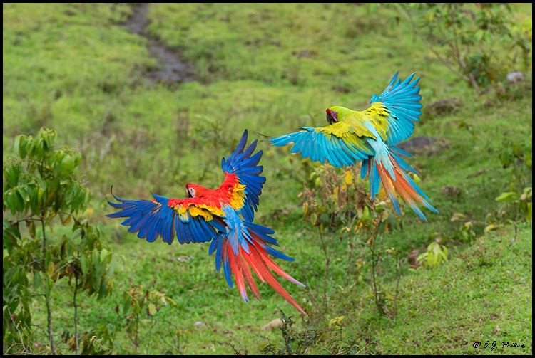 Great Green Macaw, Costa Rica