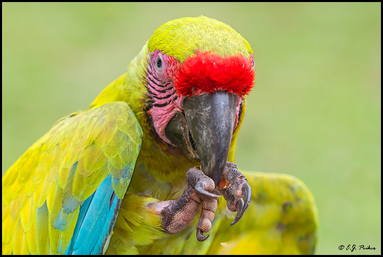 Great Green Macaw, Costa Rica