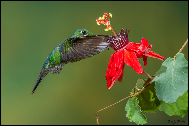Green-crowned Brilliant, Costa Rica