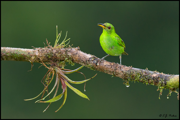 Green Honeycreeper, Costa Rica