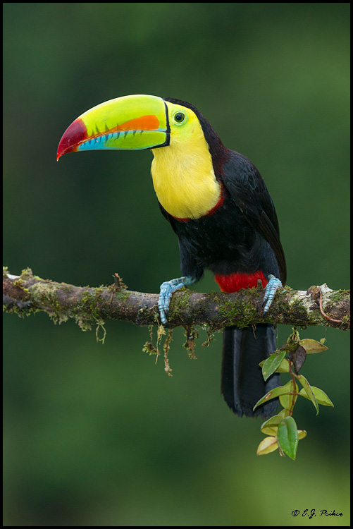 Keel-billed Toucan, Costa Rica