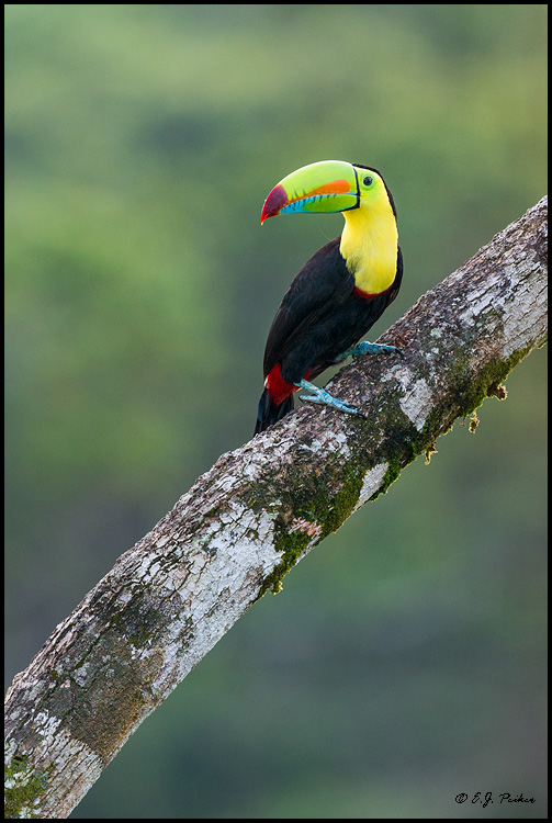 Keel-billed Toucan, Costa Rica