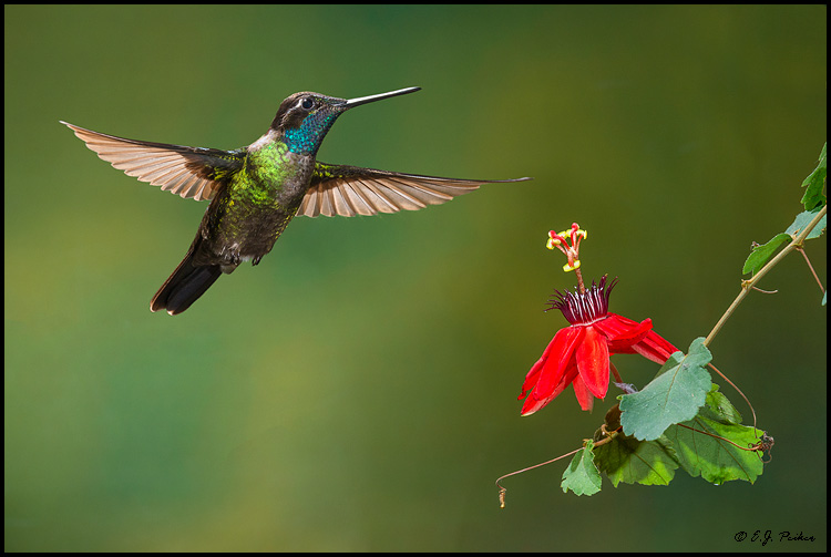 Talamanca Hummingbird Page