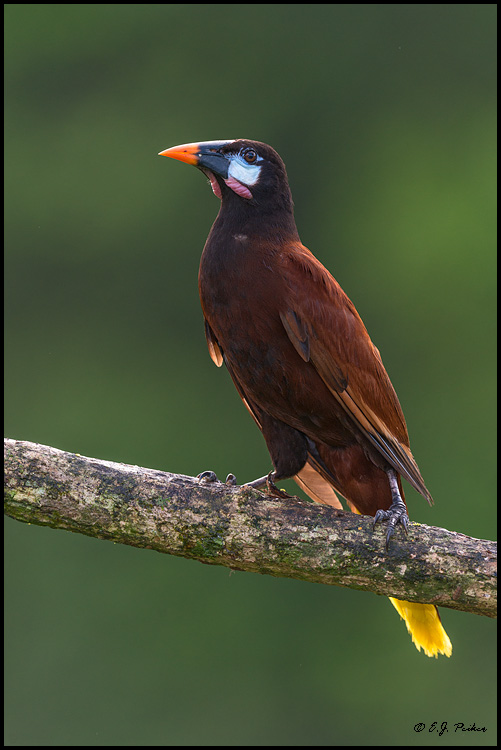 Montezuma Oropendola, Costa Rica