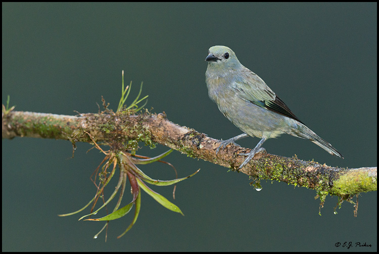 Palm Tanager, Costa Rica