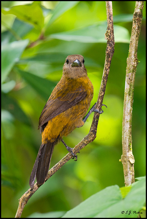 Passerini's Tanager, Costa Rica