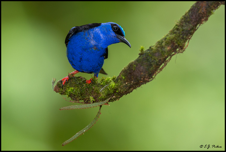 Red-legged Honeycreeper, Costa Rica