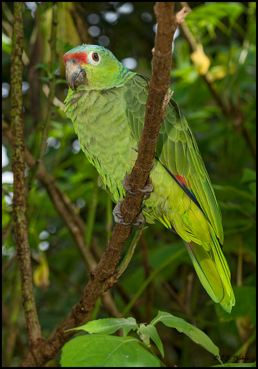 Red-lored Parrot, Costa Rica