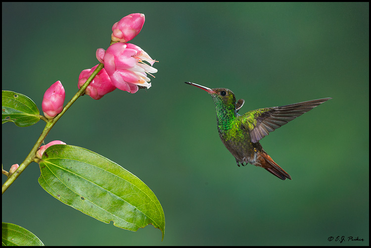 Rufous-tailed Hummingbird, Costa Rica