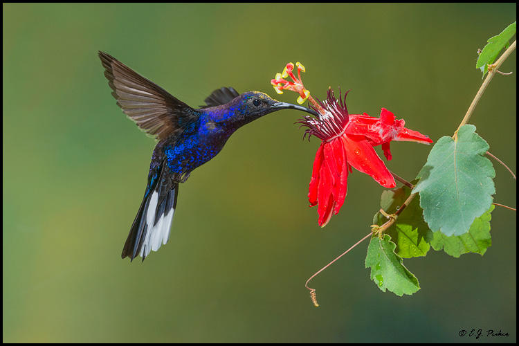 Violet Sabrewing, Costa Rica