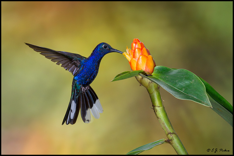 Violet Sabrewing, Costa Rica
