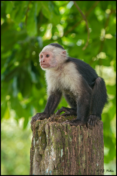 White-faced Capuchin Monkey, Costa Rica