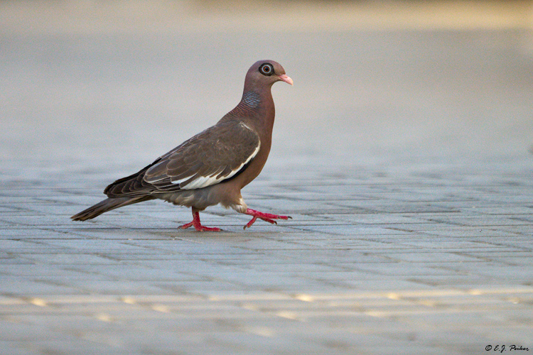 Bare-eyed Pigeon, Curacao