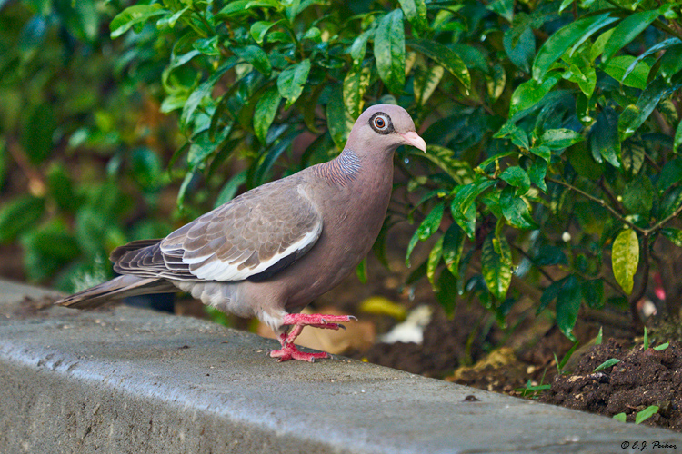 Bare-eyed Pigeon, Curacao