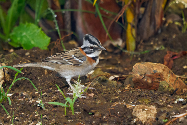 Rufous-collared Sparrow, Curacao