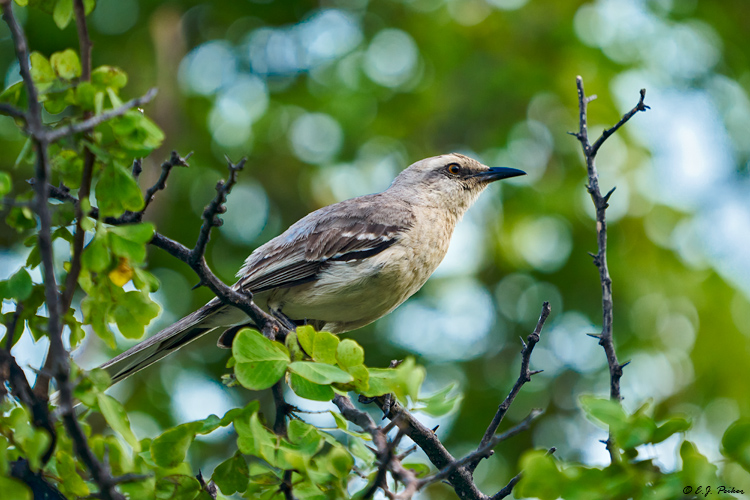 Tropical Mockingbird, Curacao