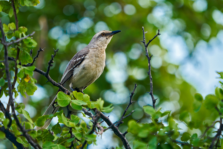 Tropical Mockingbird, Curacao