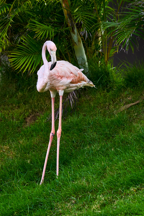 American Flamingo, Dominican Republic
