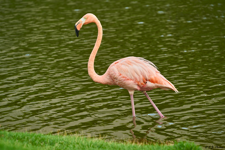 American Flamingo, Dominican Republic