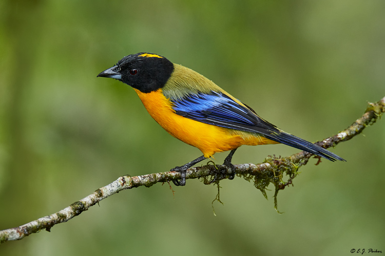 Black-chinned Mountain-Tanager, Ecuador