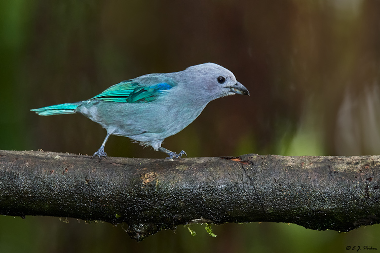 Blue-gray Tanager, Ecuador