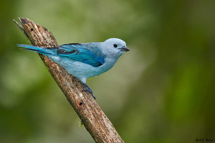 Blue-gray Tanager, Ecuador