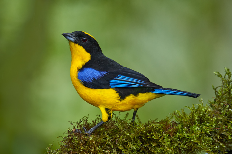 Black-winged Mountain-Tanager, Ecuador