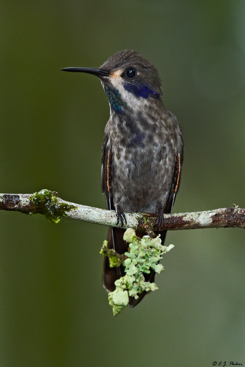 Brown Violetear, Ecuador
