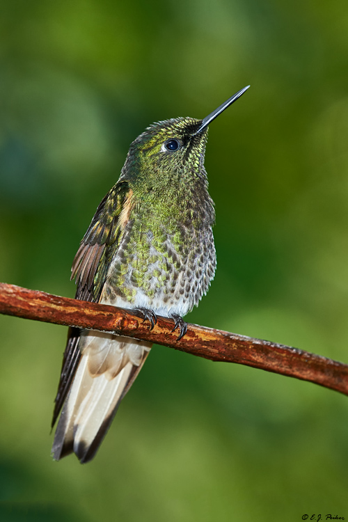 Buff-tailed Coronet, Ecuador