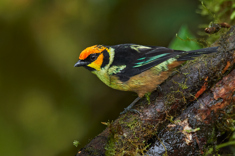 Flame-faced Tanager, Ecuador