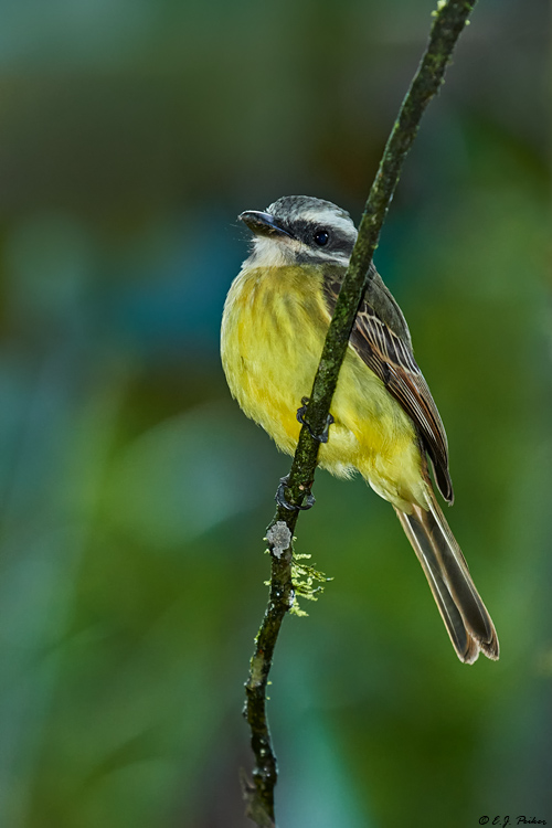 Golden-crowned Flycatcher, Ecuador