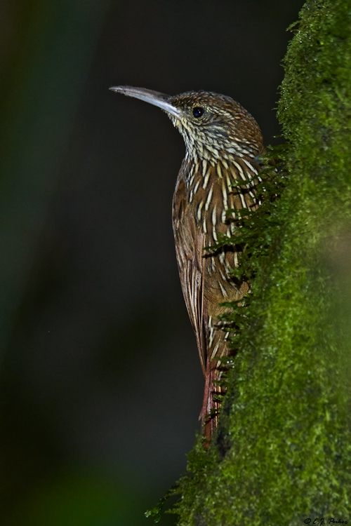 Montane Woodcreeper, Ecuador