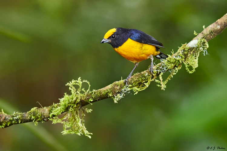 Orange-bellied Euphonia, Ecuador