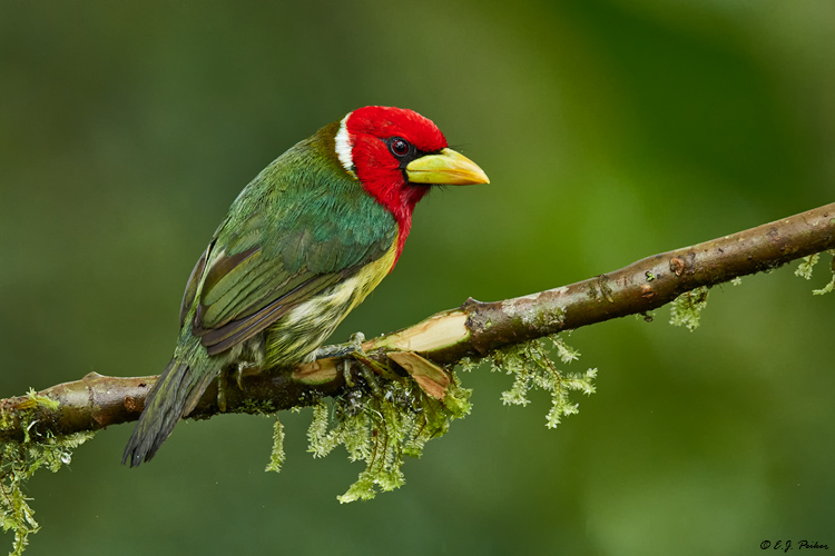 Red-headed Barbet, Ecuador