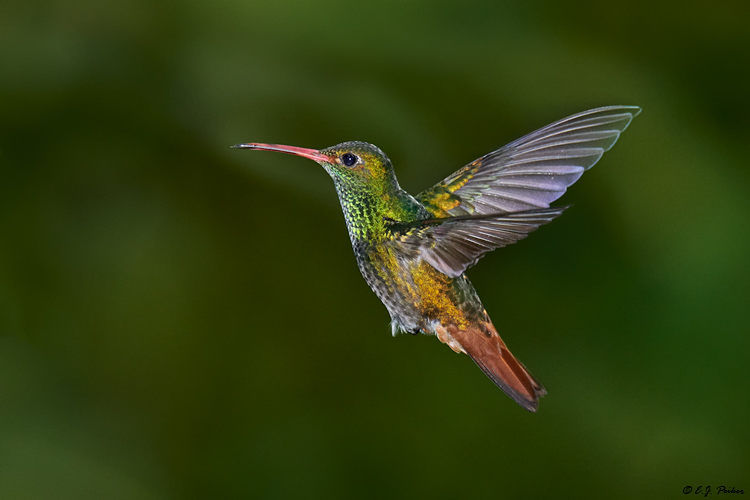 Rufous-tailed Hummingbird, Ecuador