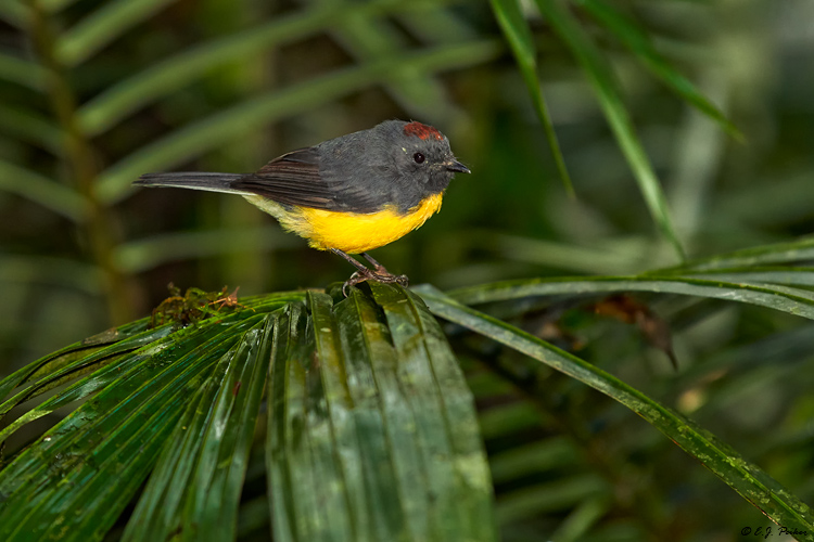 Russet-crowned Warbler, Ecuador