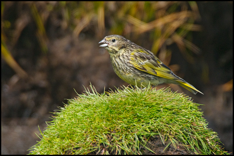 Black-throated Finch, Falkland Islands