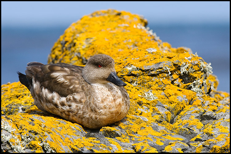 Crested Duck, Falkland Islands