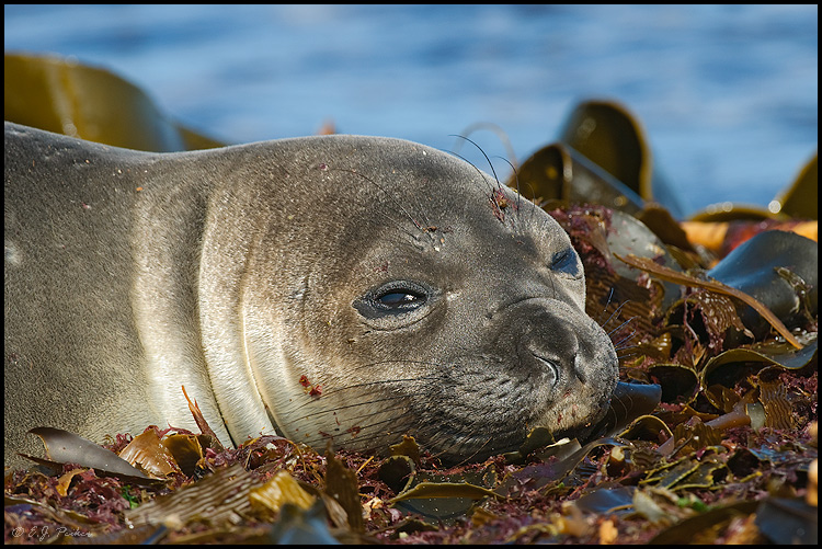 Elephant Seal, Falkland Islands