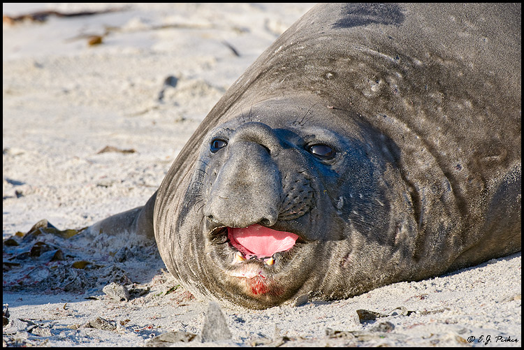 Elephant Seal, Falkland Islands