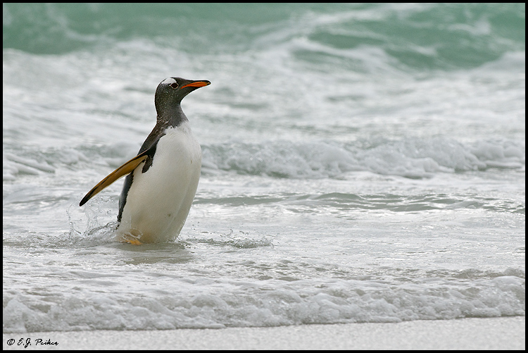 Gentoo Penguin, Falkland Islands