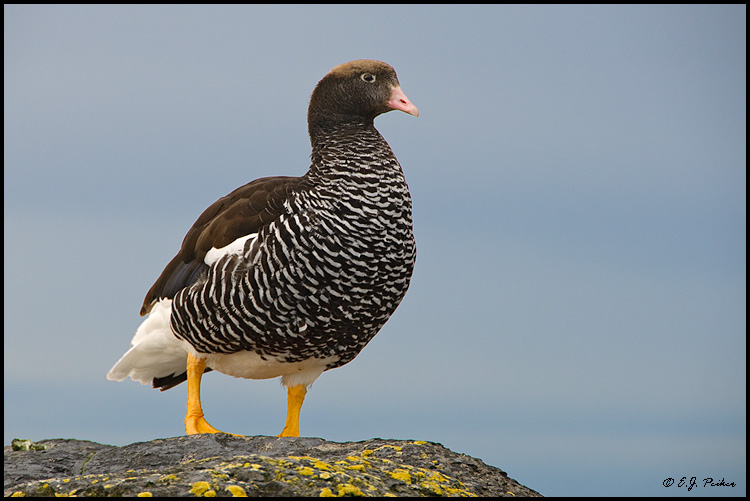 Kelp Goose, Falkland Islands