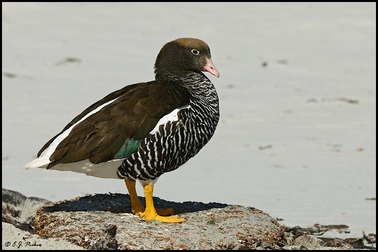 Kelp Goose, Falkland Islands